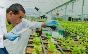 Biotech in agriculture